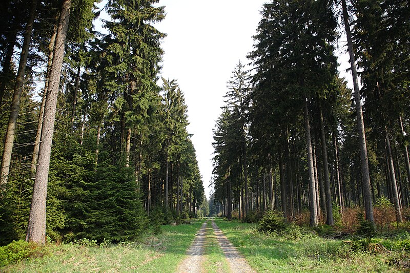 File:SilberbornWald1.JPG