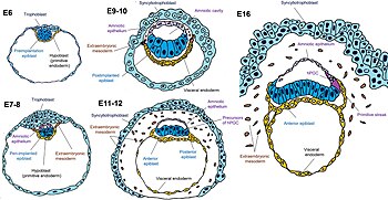 Menselijk embryo met primitief endoderm en visceraal endoderm.