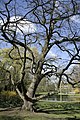 Corylus colurna en hiver.