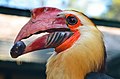 * Nomination Writhed Hornbill at Weltvogelpark Walsrode. --Fiorellino 14:29, 18 August 2013 (UTC) * Decline Nice eye, but poor quality at the peak, f/4,5 was the wrong decision --Poco a poco 16:56, 18 August 2013 (UTC)