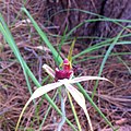 Caladenia ensata