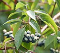 leaves, fruits