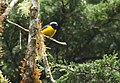 Golden-rumped euphonia