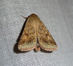 Heliothis nubigera