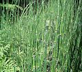 Equisetum giganteum