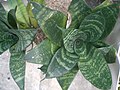 Sansevieria trifasciata 'Hahnii Green Leaves'