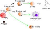 Lymphocyte activation (simple)