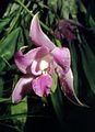 Laelia furfuracea õis