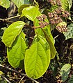 Podčeleď Premnoideae: Premna coriacea