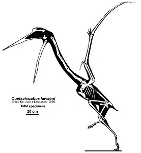 Reconstrucció esquelètica de Q. lawsoni