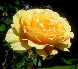 'Amber Queen', Golden Rose 1991