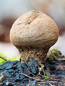 Dünnschaliger Kartoffelbovist-Scleroderma verrucosum-20191227-RM-154442