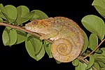 Thumbnail for File:Short-horned chameleon (Calumma brevicorne) female Andasibe.jpg