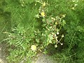 Common sowthistle (the plant with yellow flowers) ζοχός (το φυτό με τα κίτρινα άνθη)