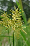 Cyperus esculentus flowers