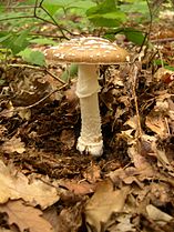 panther mushroom (Amanita pantherina)