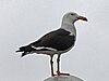 Belcher's gull