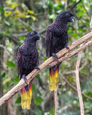 Black lory