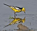 Motacilla citreola calcarata, male in breeding plumage