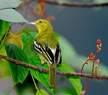 Common Iora.jpg