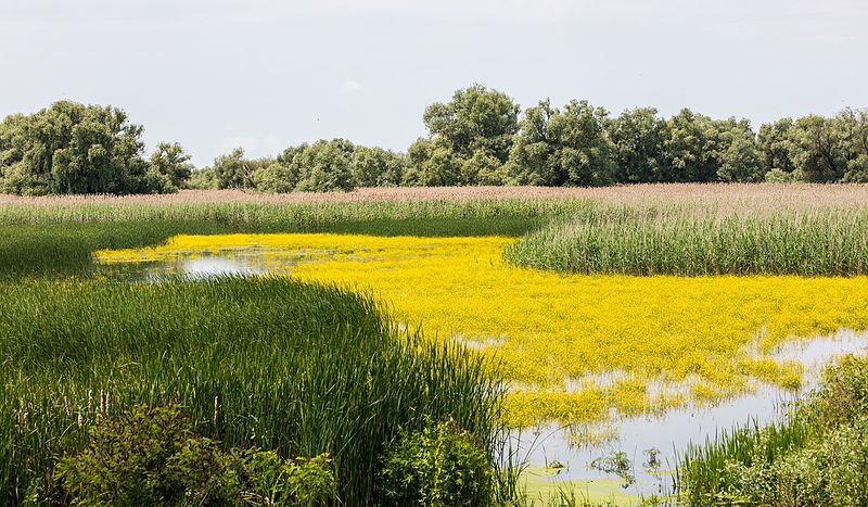 File:Delta del Danubio, Rumanía, 2016-05-28, DD 19.jpg