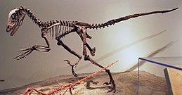 Скелет Deinonychus antirrhopus