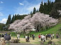 花見客でにぎわう臥龍桜