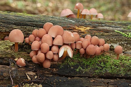 Mycena renati (Beautiful Bonnet)