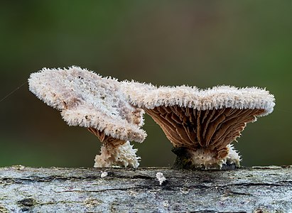 Gemeiner Spaltblättling, Schizophyllum commune-20191216-RM-152856