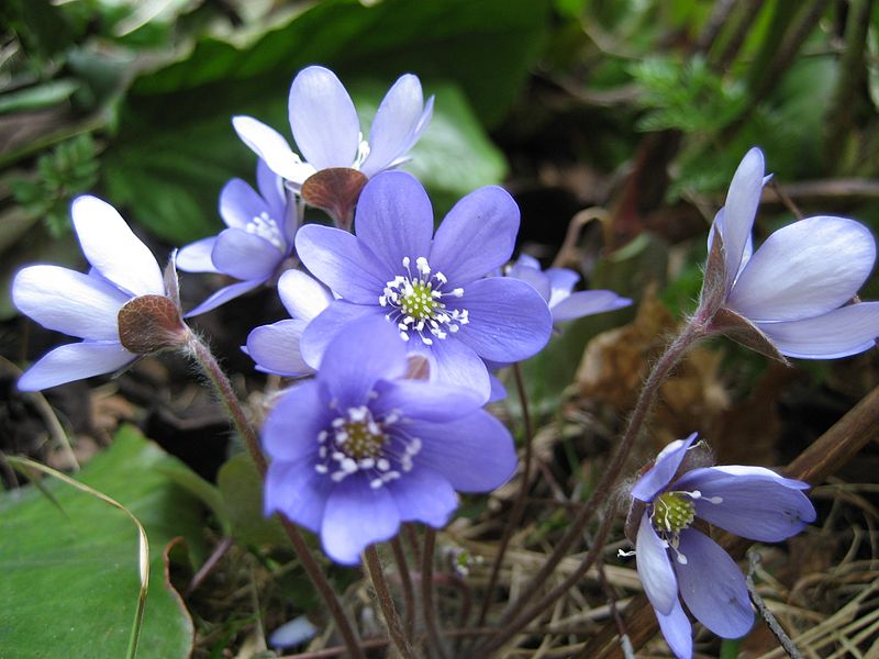 File:Hepatica Nobilis.JPG