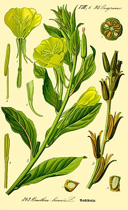 Oenothera biennis