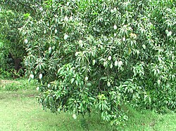 Langra mango farm in mathurapur