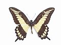 Papilio ornythion (Ornythion Swallowtail)