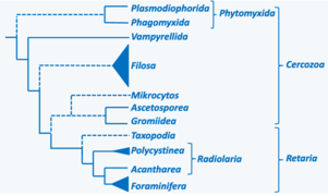 Phylogénie des Rhizaria - P.Silar 2016.png