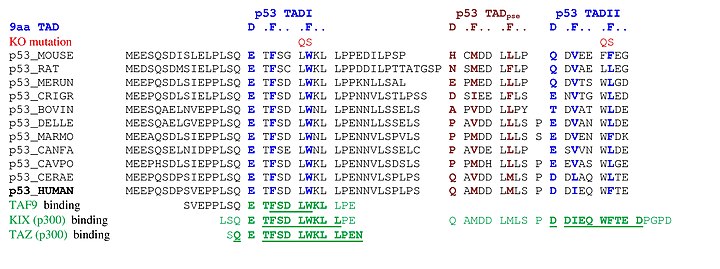 Les mutacions de bloqueig de gens (KO) i la posició de la interacció de p53 amb TFIID