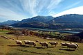 Sheep in Carinthia, Austria