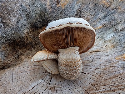 Schneebedeckte Pappel-Schüpplinge (Hemipholiota populnea)-20201204-RM-154343