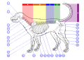 * Nomination Skeleton of a dog - .svg diagram.Przemek Maksim 07:02, 9 August 2013 (UTC) * Promotion QI for me--Holleday 20:25, 16 August 2013 (UTC)