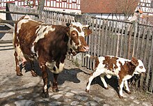 Vache pie rouge tachetée et veau dans un enclos pavé.