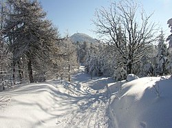 Zimní zasněžený záběr na vrchol Luže odspodu z cesty mezi stromy, nad kterou se vrchol tyčí