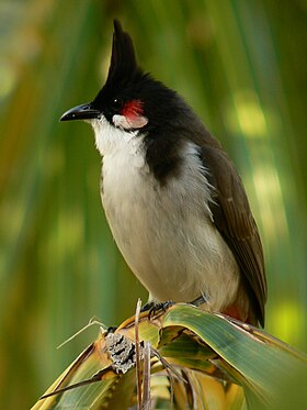 Mauritius Rotohrbülbül