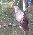 Rózsás galamb (Streptopelia mayeri)