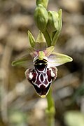 Ophrys × gelana