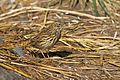 Anthus antarcticus, ozeło endemego