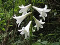 Cardiocrinum giganteum