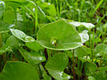 Claytonia perfoliata dite laitue du mineur (Canada).