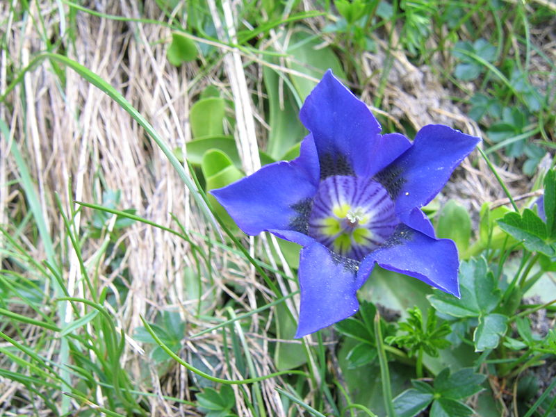 File:Gentiana acaulis2.jpg