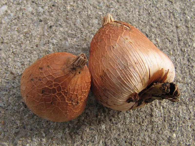 File:Gladiolus murielae bulbs.jpg