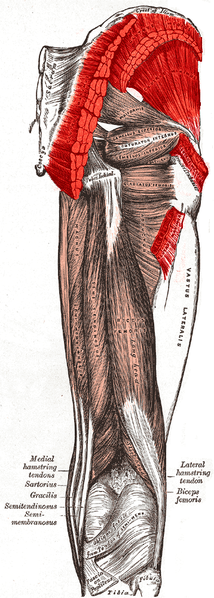 File:Gluteus muscles.PNG