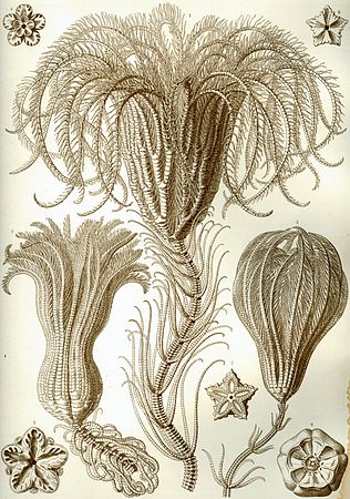 Crinoidea p. 20